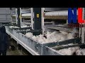 Modern Chicken Farming Technology with Cool Machines for The Highest Productivity