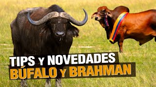 Tips y Novedades en Ganadería - Buffalo and Brahman Bull 🐮