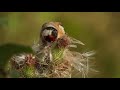 Goldfinch and tasty Thistle: 18-08-2021 by DzVincheuski