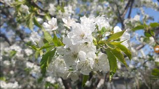 Продовження відео 2 частина))) курчатка, розсада...