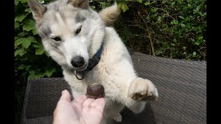 Nook makes such a palaver eating his EASTER  treat ...