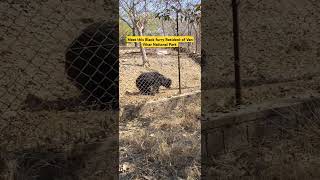 Dancing Bear 🐻 #vanvihar #bhopal #viralvideo #viralshort #viralahorts #shorts #shortvideo #video