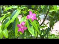 Exotic plant ravenia spectabilis pink and red flowers