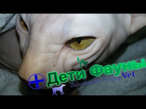 Донской сфинкс. История болезни/калицивироз