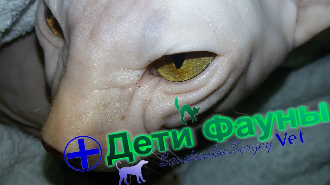 Донской сфинкс. История болезни/калицивироз