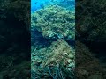 Deep breath 👌#gopro #nature #diving #freediving #underwater #underwaterworld #ocean #fish#meditation