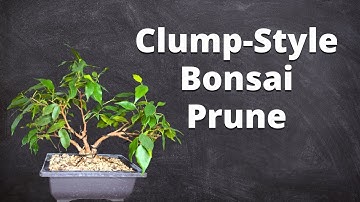 Snoeien aan het einde van het seizoen van mijn ficus-bonsai!
