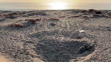 Loggerhead Hatchlings Return to the water