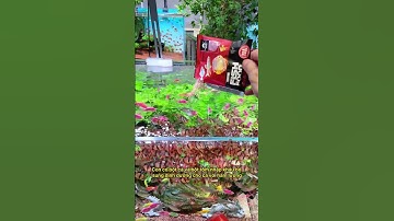 Tại sao cá tầng trên giữa dưới đều tranh nhau ăn loại thức ăn này #notashopvn #aquarium