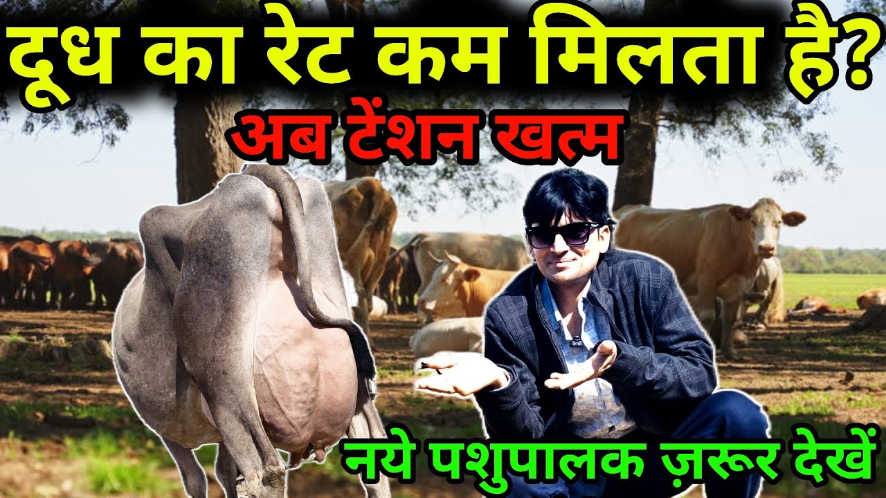 👉दूध के रेट की समस्या खत्म! किसान भाइयों के लिए बड़ा समाधान (@SandeepDixitDairyFarm)