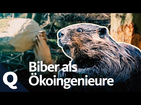 Video: Warum fällen Biber Bäume?