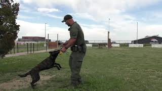 Meet Nuke! The first bomb-detecting K-9 in the Arapahoe County Sheriff's Office history.