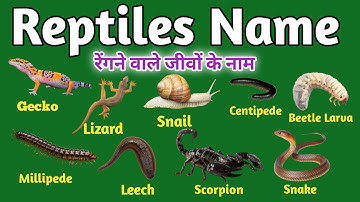 REPTILES Name | Reptiles video for kids with pic | रेंगने वाले जानवरों के नाम हिन्दी और इंग्लिश में
