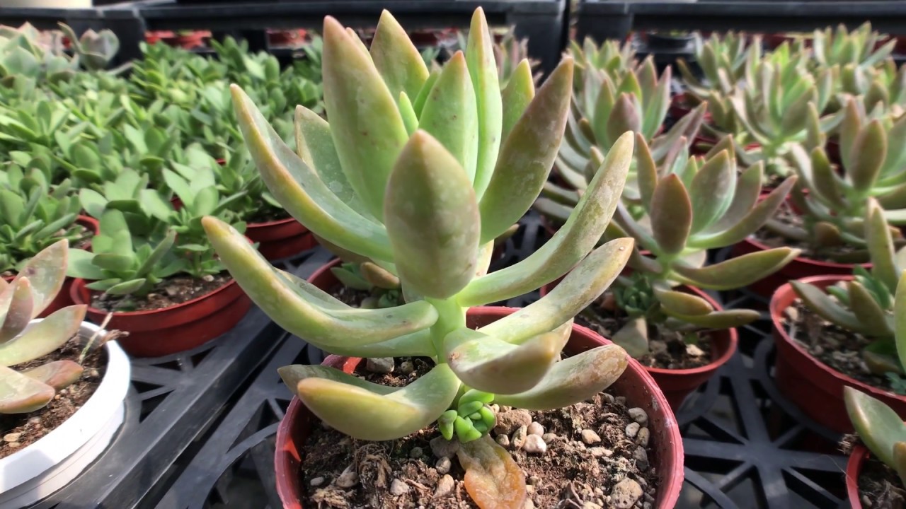 加州夕陽多肉植物 Sauer