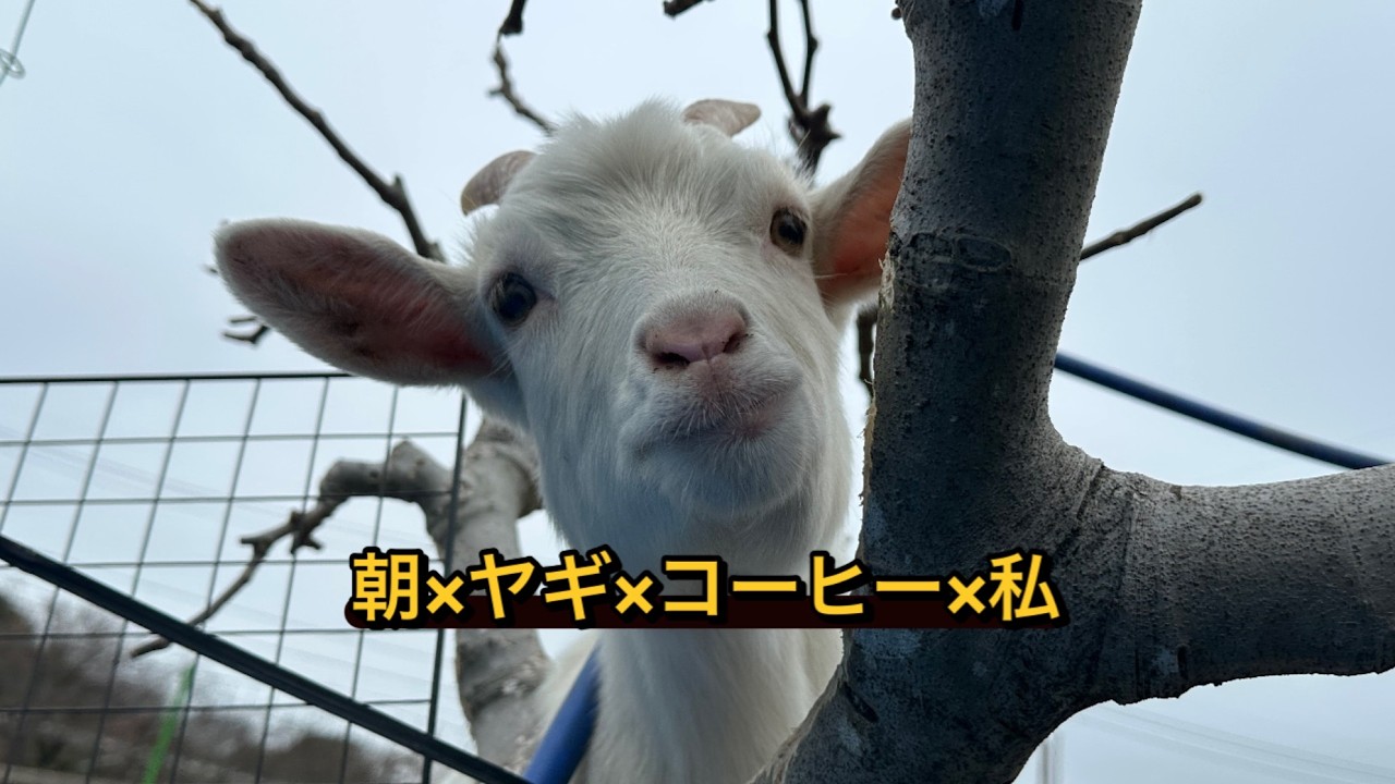 朝×ヤギ×コーヒ×私　来週まで雨予報。急いで雨対策しました。