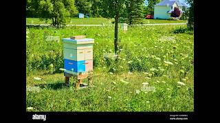 Bees bees bees raising honey bees