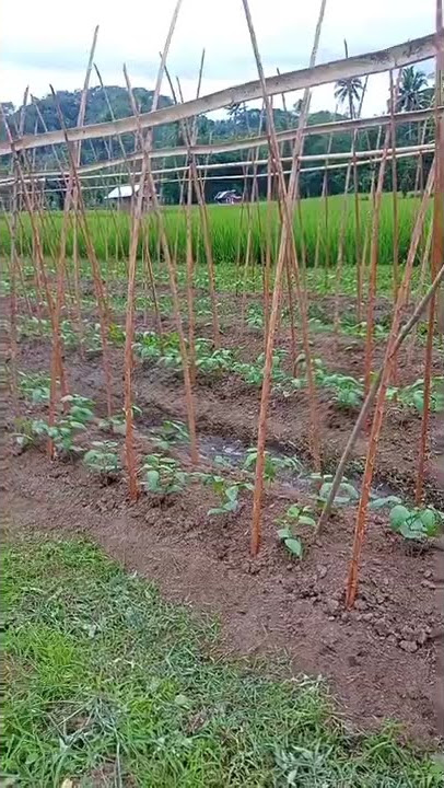 Cara menanam kacang panjang #tanamkacangpanjang#kacangpanjang#newparade#kantontavi#paradetavi
