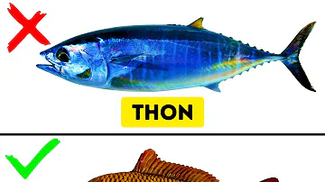 Quel est le poisson le plus gentil ?