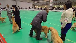 イロハの同胎犬（一緒に産まれた）のシンディーがオープンクラス審査中の控えでのイロハ JKC特別本部展 2025年12月21日