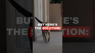 Revolutionize Your Dog's Lifespan with Longevity #dogs #pets  #viral #wellbeing #enhance
