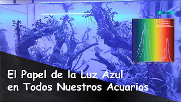 ¿Las luces azules son adecuadas para los peces?