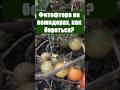 Фитофтора на помидорах, как бороться? #огород #сад #дача