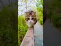 احلى قطوط