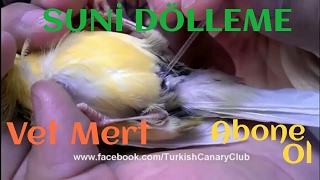 Kanaryalarda Suni Dölleme