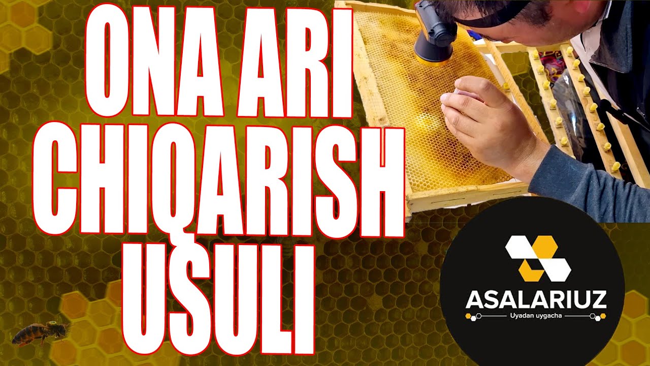 Ona ari chiqarish usuli. Biz ona ari chiqarishni boshladik