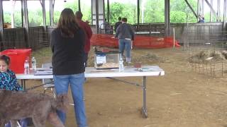 Porter - Barn Hunt - Terrier Trial 051113