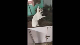 Cat playing GTA Vice City Game|feat.Ayushman Khurana|Pritizinta|feat.Bhuanbaam screenshot 3