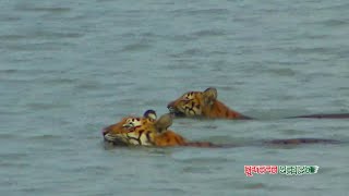 সুন্দরবন সংলগ্ন গ্রামে ঢুকে বাঘের তাণ্ডব ।। Tiger attack in the village adjacent to the Sundarbans