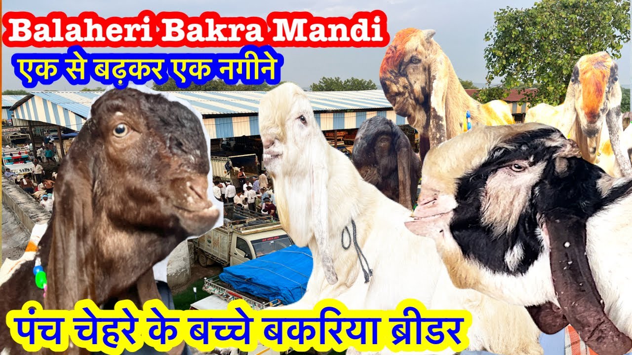Balaheri Bakra Mandi Rajasthan live update❤️ balaheri bakra mandi new update❤️बालाहेरी बकरा मंडी
