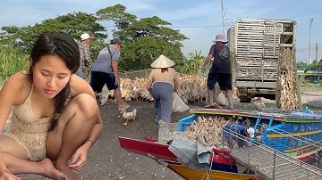 Full Video: Inside Vietnam’s Most Unique Duck Farming Journey by Boat and Truck “ Farm Life TV