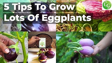 5 Essential Eggplant Growing Tips for a Bountiful Eggplants Harvest! 🍆🌿