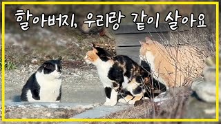 An old stray cat in Korea met yard cats and became a family. by 배은망덕고양이들 101,195 views 1 month ago 22 minutes