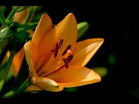Лилейники - каждый день новые цветы