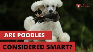 Are Poodles Considered Smart?
