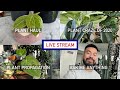 Houseplant Haul and Propagation, Plant Craze of 2020, Ask Me Anything - LIVE STREAM