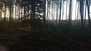 Рассвет в лесу