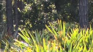 Bigfoot sighting investigation Green Swamp Florida