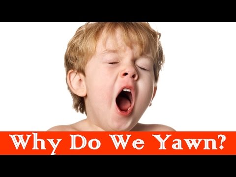 Why Do We Yawn?