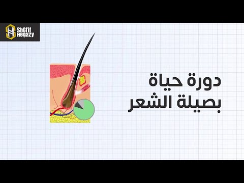 فيديو: زراعة البصيلات: ما هي البصيلات وكيف تنمو النباتات من البصيلات