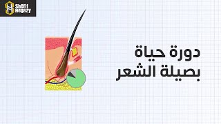 دورة حياة بصيلة الشعر  || د. شريف حجازي