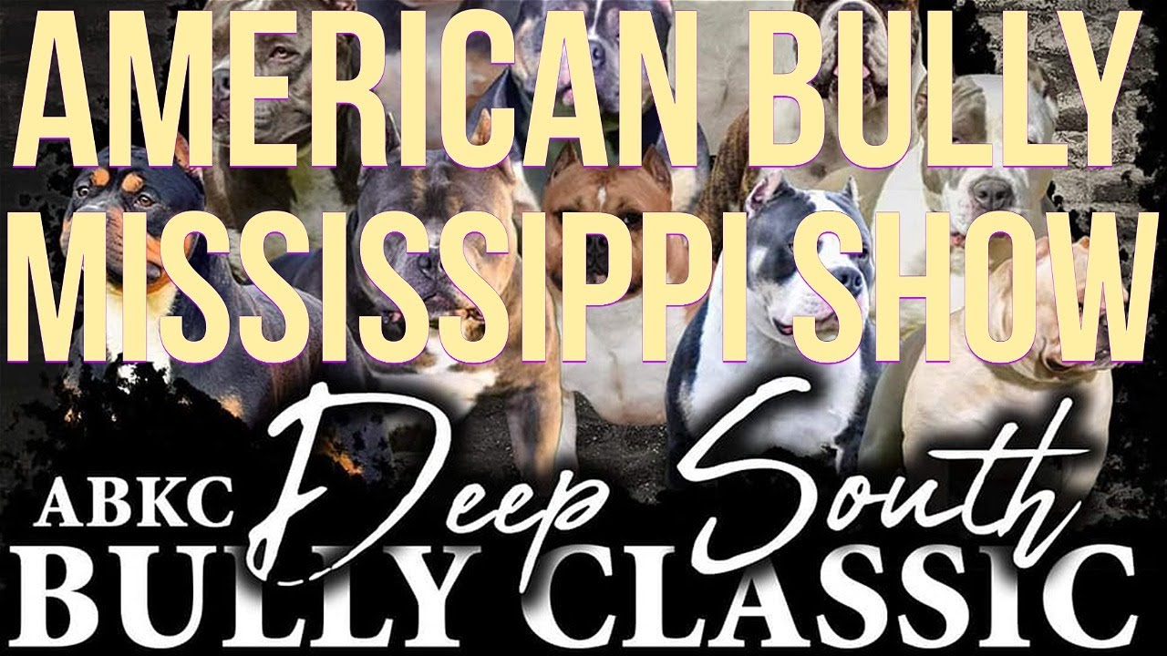 Abkc American Bully Show Deep South Bully Classic Jackson Mississippi