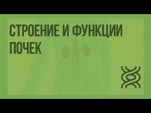 Строение и функции почек. Видеоурок по биологии 8 класс