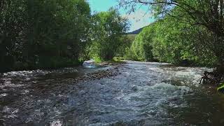 The sound of a seething mountain river in the middle of the forest. The sounds of birds.