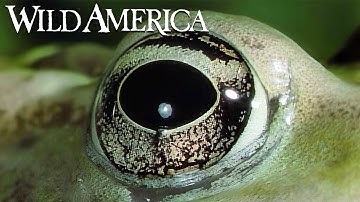 Wild America | S4 E5 Prince of the Pond | Full Episode HD