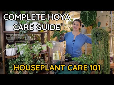 Video: Gødskning af en voksplante – hvordan og hvornår fodres en Hoya-plante