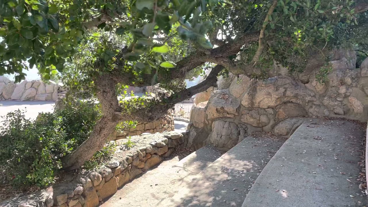 Lemonade berry bush older than 20 years with twisted trunks at Mt Helix Park in San Diego